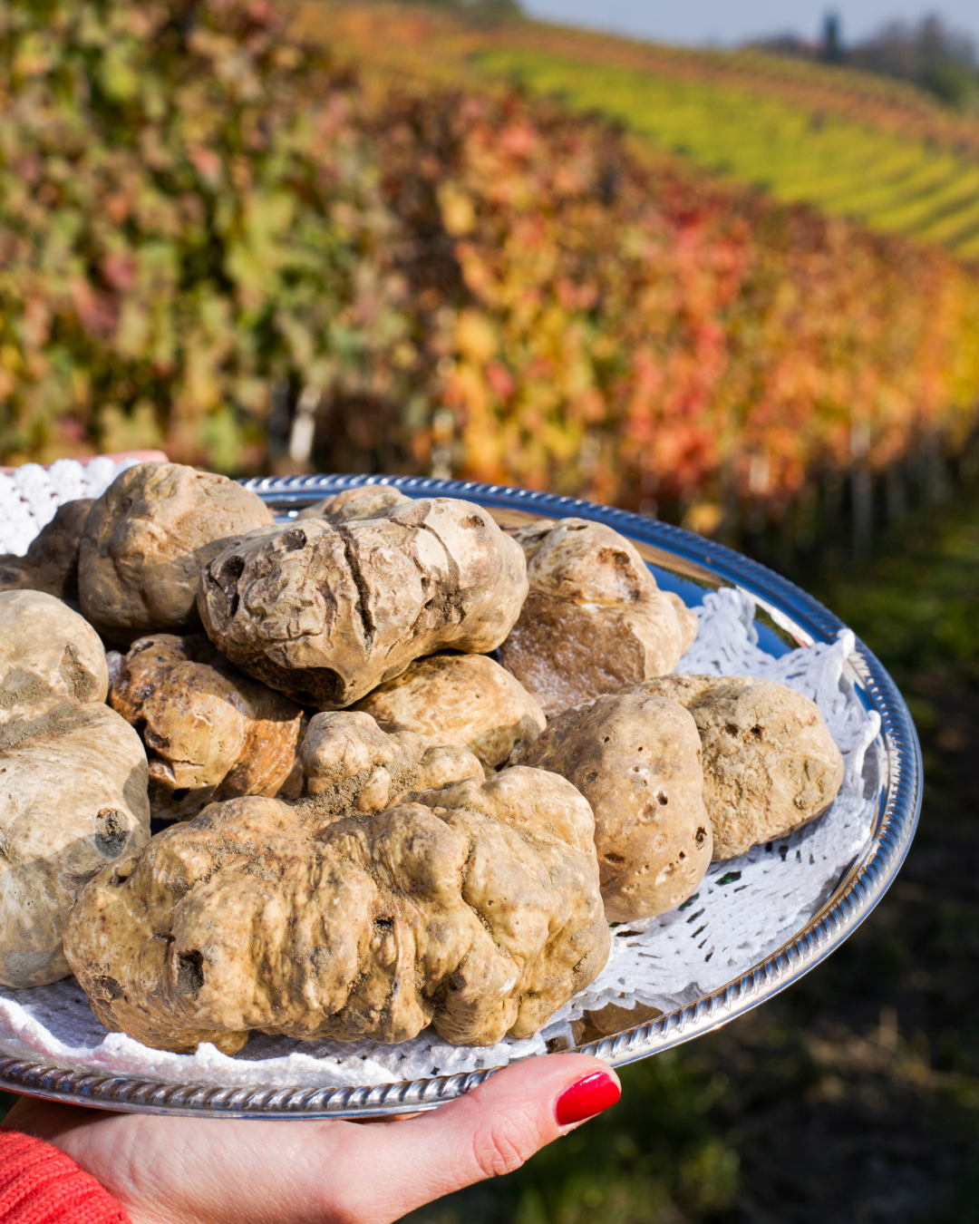 Firmatur Piemonte trøffeljakt og gastronomiske opplevelser arrangert av Envy Travel